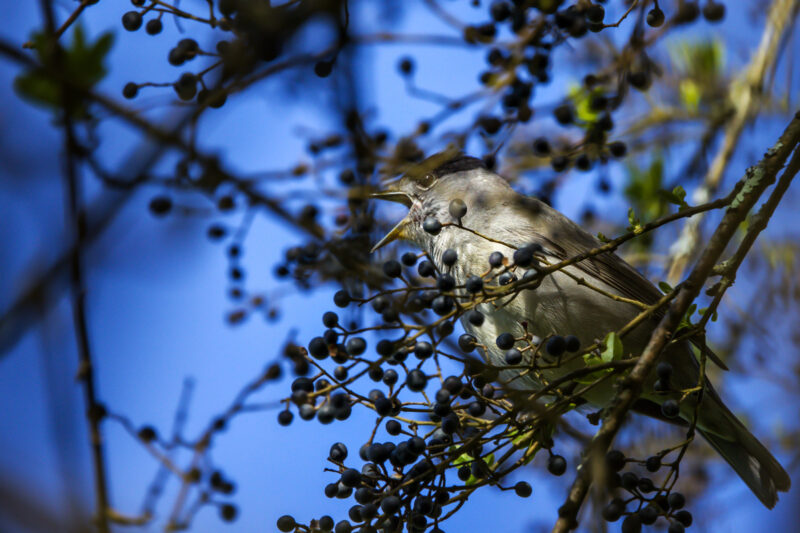 Fauvette à tête noire mâle chantant